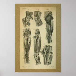1850  anatomie Afdrukpoetspieren Poster