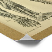 1850  anatomie Afdrukpoetspieren Poster (Hoek)