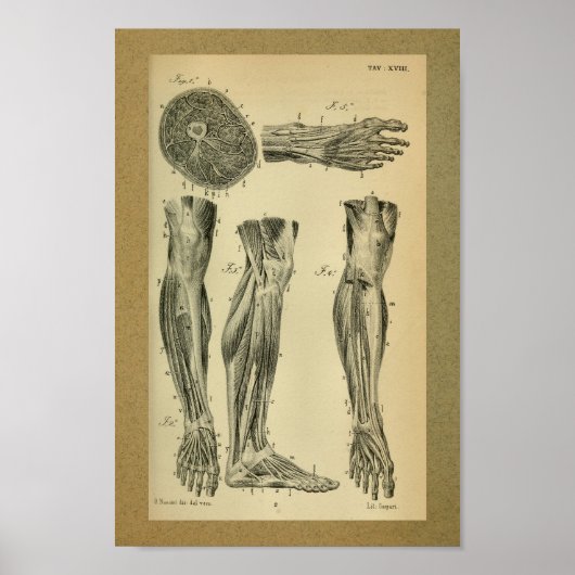 1850  anatomie Afdrukpoetspieren Poster (Voorkant)