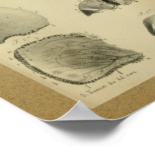 1850 anatomie Afdrukschedel Poster (Hoek)