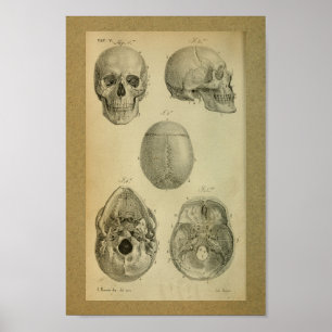 1850  anatomie Afdrukschedel Poster