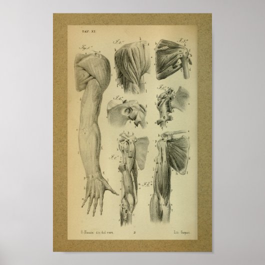 1850 anatomie Afdrukschouderspieren Poster (Voorkant)