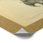 1850 anatomie Afdrukschouderspieren Poster (Hoek)