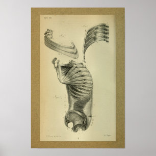 1850  anatomie Afdrukschouderspieren Poster