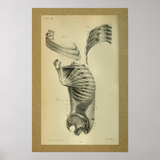 1850 anatomie Afdrukschouderspieren Poster (Voorkant)