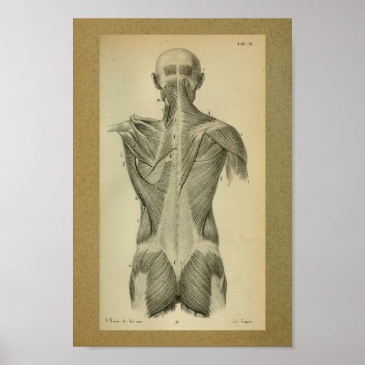 1850  anatomie Afdrukspieren Poster (Voorkant)