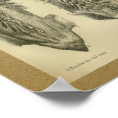 1850  anatomie Afdrukspieren Poster (Hoek)