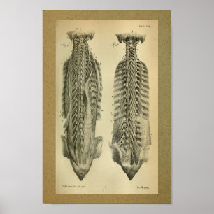 1850  anatomie Afdrukspieren Poster