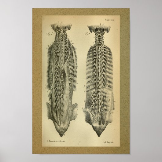 1850  anatomie Afdrukspieren Poster (Voorkant)