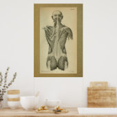 1850 anatomie Afdrukspieren Poster (Keuken)