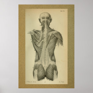 1850 anatomie Afdrukspieren Poster
