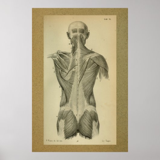 1850 anatomie Afdrukspieren Poster (Voorkant)