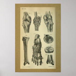 1850 anatomie afdrukventilator poster