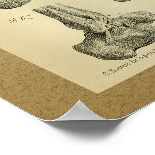 1850 anatomie - Afdrukvoet - sluiting Poster (Hoek)