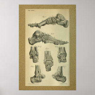 1850  anatomie - Afdrukvoet - sluiting Poster