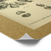 1850  anatomie - Afdrukvoet - sluiting Poster (Hoek)