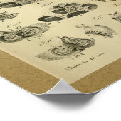 1850  anatomie Afdrukzijkant, intern Poster (Hoek)