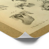 1850  anatomie Print Jaw Skull (Hoek)