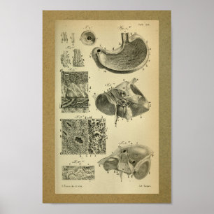 1850 anatomie printmodel poster