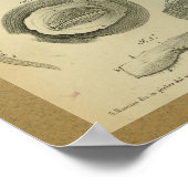 1850  anatomie printoog poster (Hoek)