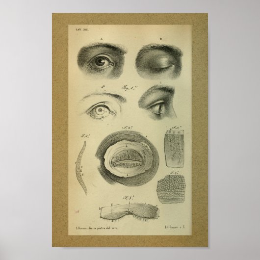 1850  anatomie printoog poster (Voorkant)