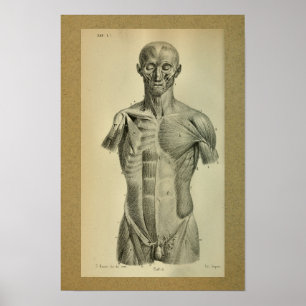 1850 anatomie printspieren poster