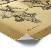 1850  Anatomy Print Brain (Hoek)