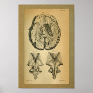 1850  Anatomy Print Brain