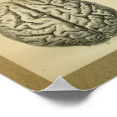 1850 Anatomy Print Brain (Hoek)