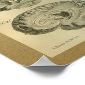 1850  Anatomy Print Brain Lobes (Hoek)