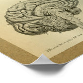 1850  Anatomy Print Brain Stem (Hoek)