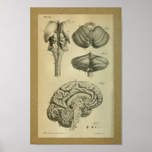 1850  Anatomy Print Brain Stem