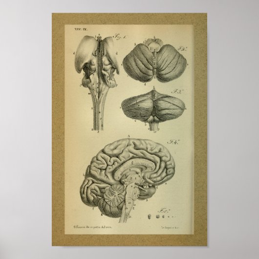 1850  Anatomy Print Brain Stem (Voorkant)