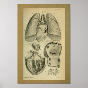1850 Anatomy Print Heart Lungs