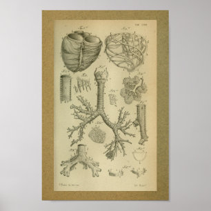 1850  Anatomy Print Heart Trachea