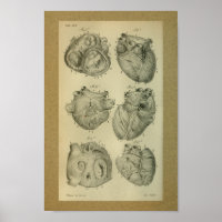 1850 Anatomy Print Human Heart