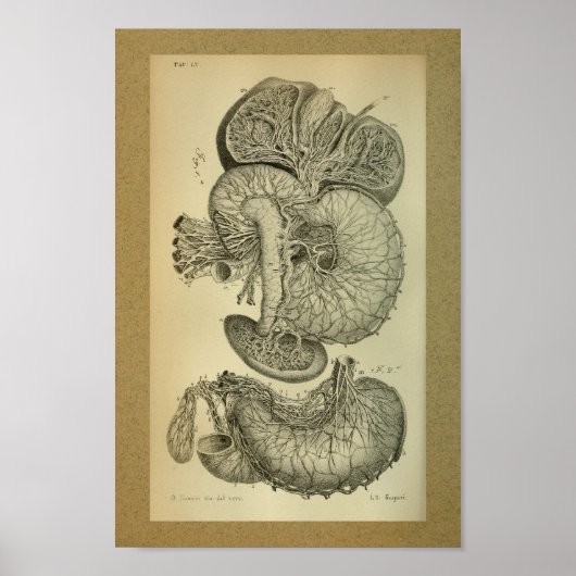 1850  Anatomy Print Liver Arteries (Voorkant)