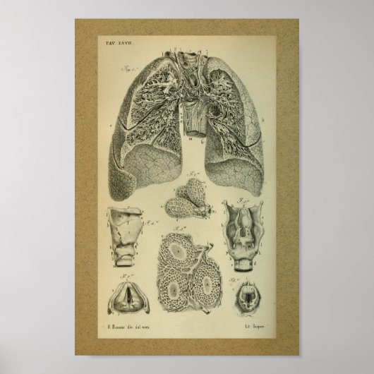 1850  Anatomy Print Lungs intern (Voorkant)