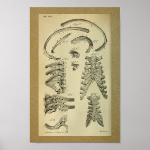 1850  Anatomy Print Rib Cage
