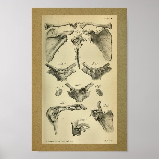 1850 Anatomy Print Scapula (Voorkant)