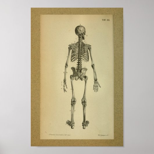 1850 Anatomy Print Skelet (Voorkant)