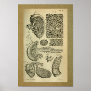 1850 pancreas voor anatomie met printplaat poster