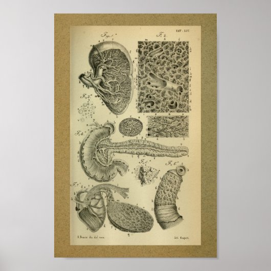 1850  pancreas voor anatomie met printplaat poster (Voorkant)
