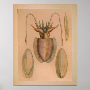 1851 kleurenafdrukken poster