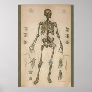 1851 Schema van de skeletanatomie Poster