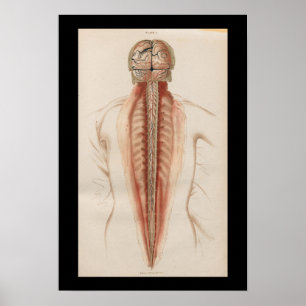 1852  Anatomy Brain Spinal Cord Poster