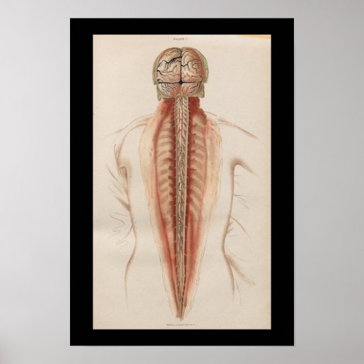1852 Anatomy Brain Spinal Cord Poster (Voorkant)