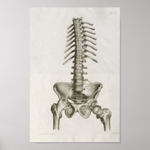 1853 Lumbar Spine Anatomy Art Afdrukken Poster