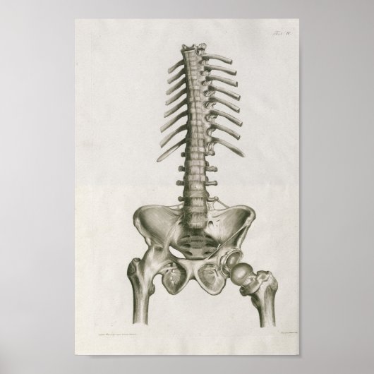  1853 Lumbar Spine Anatomy Art Afdrukken Poster (Voorkant)
