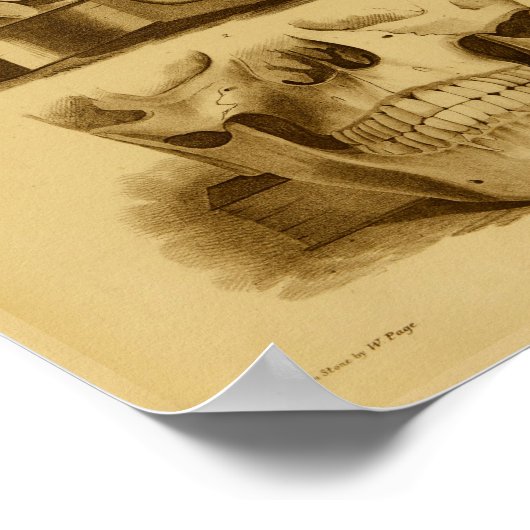 1854 Anatomie Anatomy Print Human Skull Jaw (Hoek)